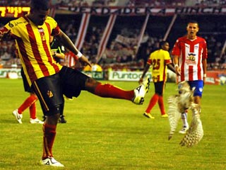 В Колумбии во время матча футболист пнул вместо мяча сову