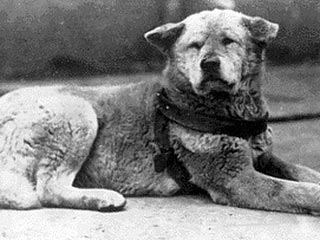 Ученые Токийского университета повторно исследовали останки легендарного пса Хатико, умершего 75 лет назад, но так и не смогли точно установить причины смерти собаки, ставшей символом верности в Стране Восходящего Солнца