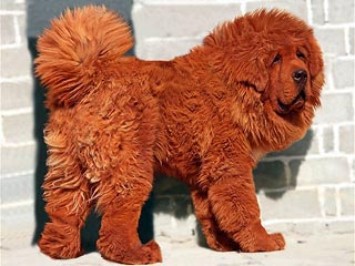 11-месячный щенок тибетского мастиффа по кличке Хондонг, что в переводе с китайского значит "Большой всплеск", стал самой дорогой собакой в мире. Китайский миллиардер купил его более чем за 1,5 млн долларов
