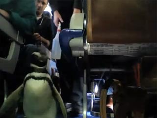Пингвин удивил американских авиапассажиров, прогулявшись по самолету