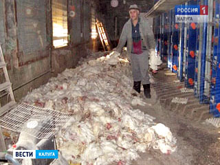 Около 300 тысяч кур умерли от истощения и были захоронены с нарушением экологических норм в Калужской области, сообщила во вторник региональная прокуратура
