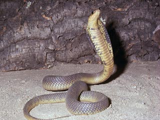 В зоопарке нью-йоркского округа Бронкс из террариума сбежала ядовитая египетская кобра. После этого зоопарк пришлось частично закрыть для посещений