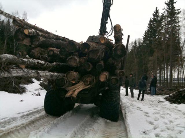 В Химкинском лесу незаконно вырубают деревья, заявляют его защитники