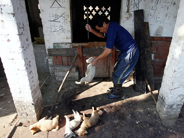 В Китае защитники прав животных спасли 430 собак от продажи в рестораны