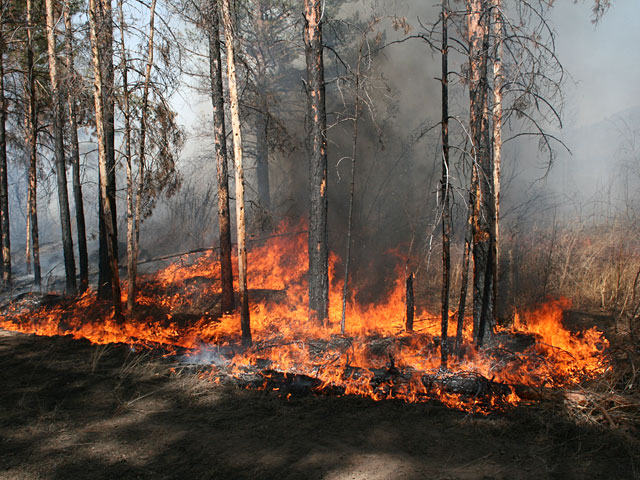 В регионах Сибирского федерального округа 62 природных пожара на общей площади 4531 га, что в 4,7 раза больше, чем сутками ранее (968 га, 42 пожара)