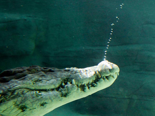 В Австралии "прыгающий крокодил" напал на рыбака. Из пасти помог вырваться болевой прием