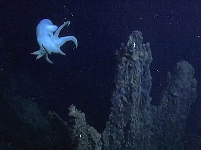 Ученые из Университета Вашингтона засняли в глубинах океана осьминогов малоизученного вида Grimpoteuthis bathynectes, свободно перемещающихся в естественной среде обитания
