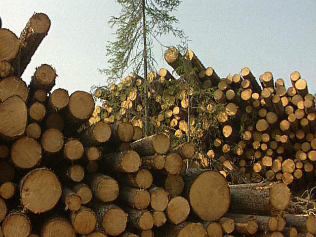 Лесозащитники заявляют об остановке вырубки деревьев в Химкинском лесу под строительство новой сткоростной автомагистрали Москва &#8211; Петербург после заключения газовиков