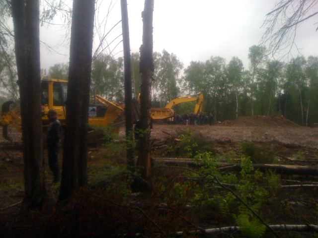 Химкинский лес больше не рубят, объявил "Автодор"