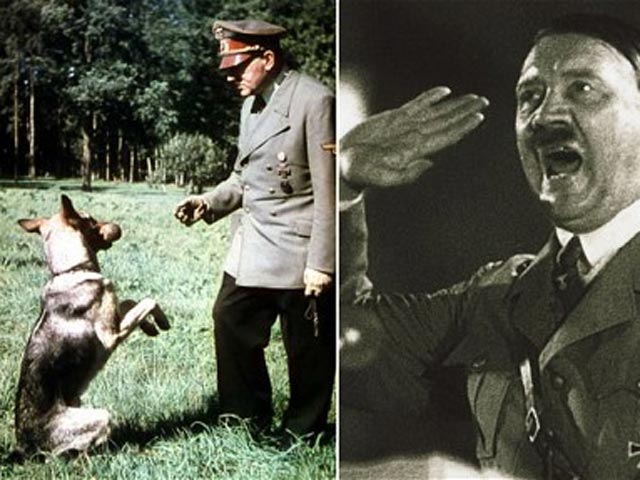 Руководство фашистской Германии пыталось научить собак говорить - сам Адольф Гитлер считал, что это вполне возможно, и что собаки совсем ненамного отстают от человека в умственном развитии