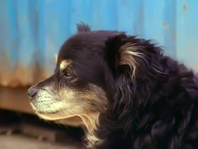 В украинском городе Херсоне собакам и другим домашним животным официально запретили подавать голос в ночное время