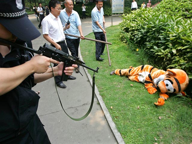 В китайском зоопарке устроили показательную охоту на сбежавшего "плюшевого тигра"