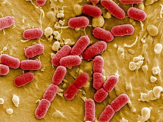 В Германии зафиксирован новый случай летального исхода из-за кишечной инфекции, вызванной бактерией EHEC