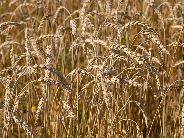 Правительство Украины приняло закон об отмене квотирования экспорта пшеницы и ячменя. Согласно этому документу, отменяются квоты на пшеницу, смесь пшеницы и ржи (меслин), полбу и ячмень