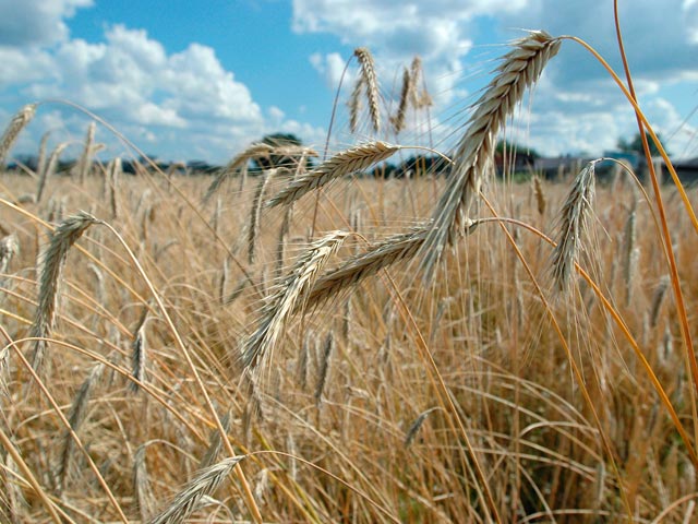 Российские торговцы зерном потеряли на эмбарго 114 млрд рублей