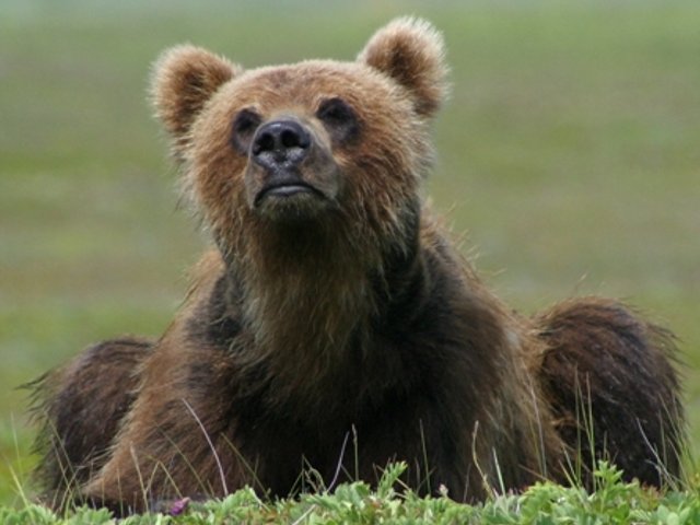 На Камчатке медвежонок Майя сбежала из зоопарка в городе Елизово