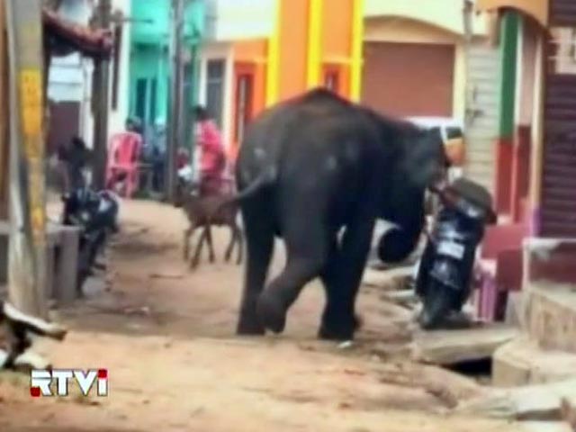 К человеческим жертвам привел приступ слоновьего гнева в Индии: сразу два диких слона ворвались в город Майсур, что в штате Карнатака на юге страны, и принялись громить его