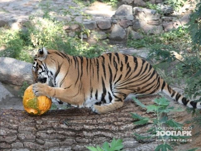 Екатеринбургский зоопарк проводит конкурс на самую большую тыкву: оказывается, ее любят тигры