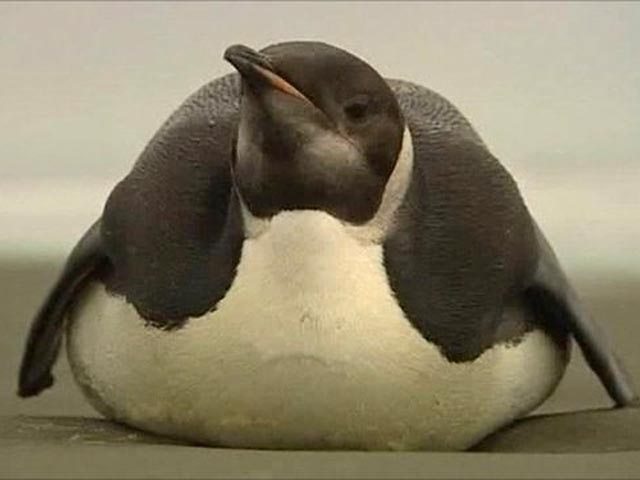 Пингвин покинул Антарктиду и добрался до Новой Зеландии - такого не было 44 года