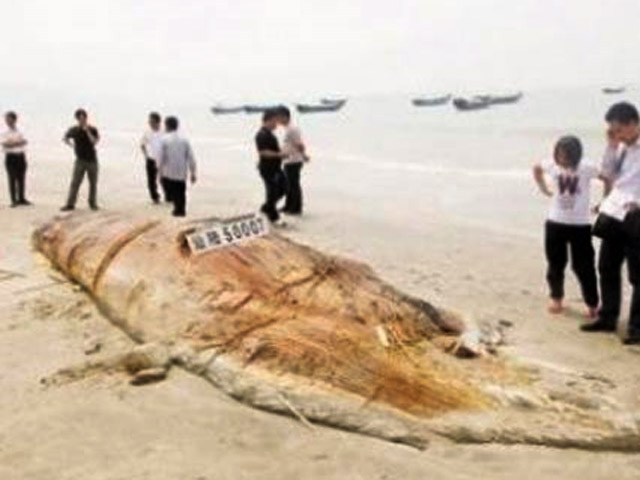 Жители китайской провинции Гуандун, расположенной на юго-востоке страны, не могут опознать труп огромного морского животного, выброшенного на побережье