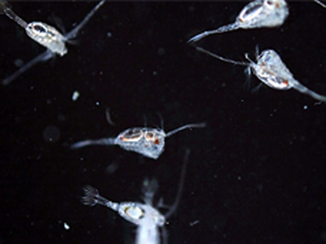 На севере Атлантики появился планктон