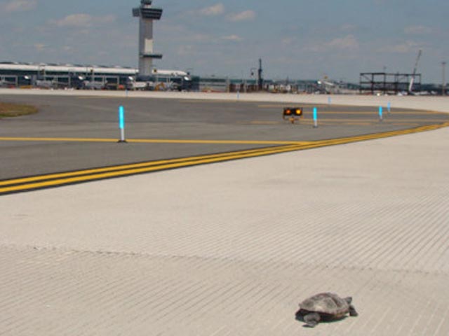 Десятки рейсов были задержаны сегодня в аэропорту имени Джона Кеннеди в Нью-Йорке из-за 150 черепах, выползших на взлетно-посадочную полосу в поисках места для откладывания яиц