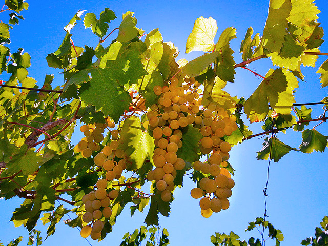 Обществу принадлежит 27 га виноградников, 33 га земель сельхозназначения и права аренды на 160 га земель поселений, где ведется строительство винодельни и шато для дегустации вин