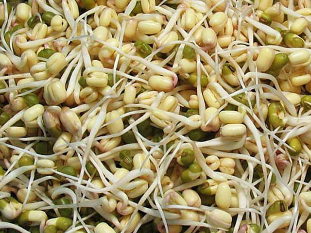 Роспотребнадзор сообщил Федеральной таможенной службе России о введении запрета на ввоз семян из Египта