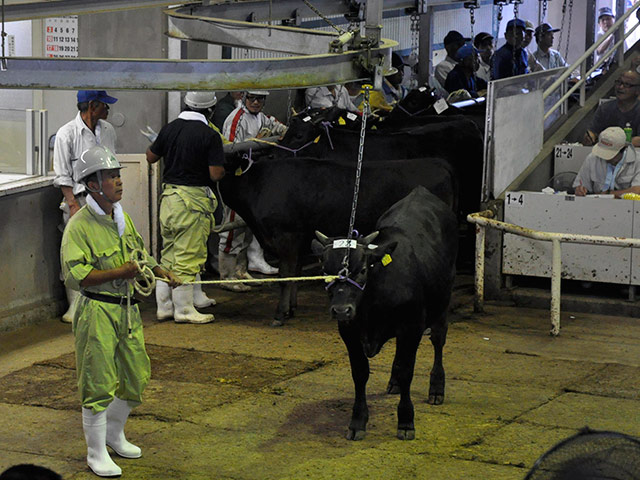 Представитель японского правительства призвал не переоценивать опасность распространения мяса 11 коров