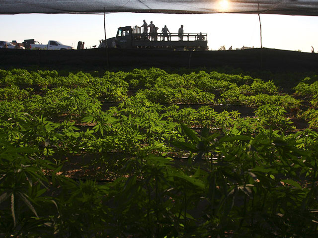 плантация марихуаны в мексике