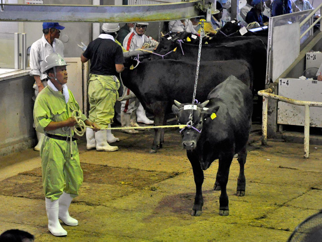 Правительство Японии намерено запретить поставки рогатого скота из префектуры Фукусима. Под запрет попали территории, расположенные неподалеку от пострадавшей от цунами атомной электростанции