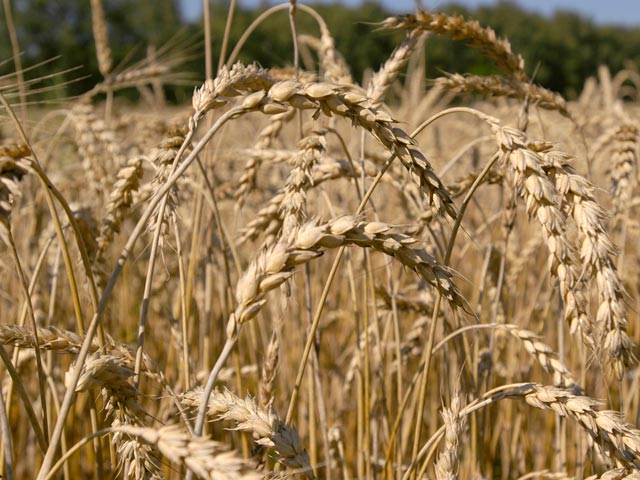 Минсельхоз России может повысить прогноз по экспорту зерна в 2011 году до 20 миллионов с 18 миллионов тонн