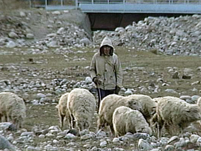 Более 80 овец погибло от взрыва шаровой молнии в Туве