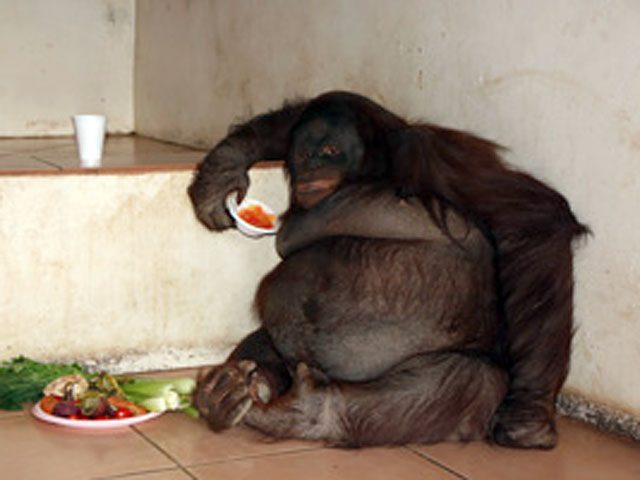Самка орангутана по имени Ошин которая считается самой толстой в Великобритании, после перехода на диету потеряла пятую часть своего веса, составлявшего 100 кг - вдвое больше нормы