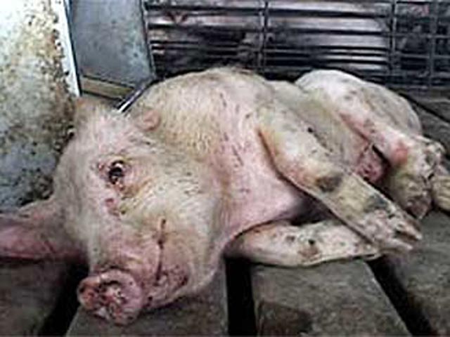 Кропоткинская краевая ветлаборатория подтвердила наличие вируса африканской чумы свиней от павших свиней в Крыловском районе Краснодарского края