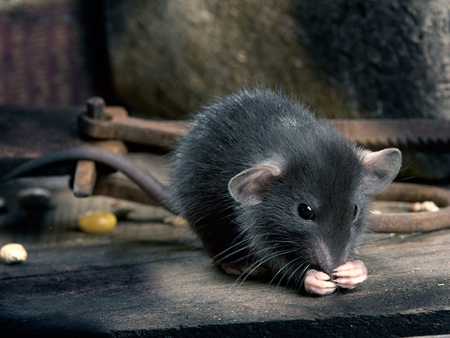 Некоторые виды мышей, встречающиеся в Германии и Испании, стали невосприимчивы к самым сильным химическим веществам, которые применяются в борьбе с грызунами