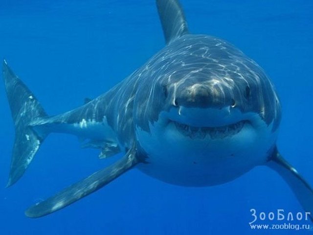 Биологи подозревают, что в Приморье на человека напала большая белая акула