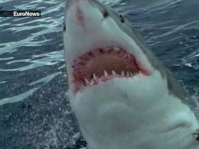 В Приморье зафиксировано второе за неделю нападение акулы на человека. На этот раз в зубы к хищнице попал 16-летний подросток. У него сильно повреждены ноги