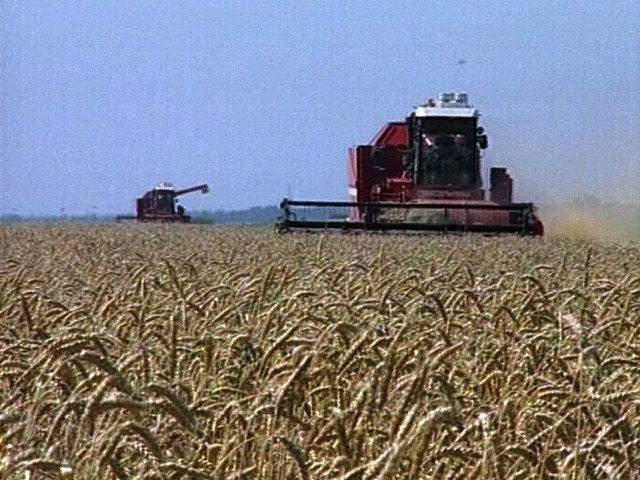 "Ведомости" сравнивают этот урожай с рекордным 2008-2009 зерновым годом (длится с 1 июля по 30 июня), когда Россия собрала 108,1 млн т зерновых