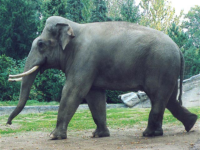 Власти Шри-Ланки завершили перепись слонов