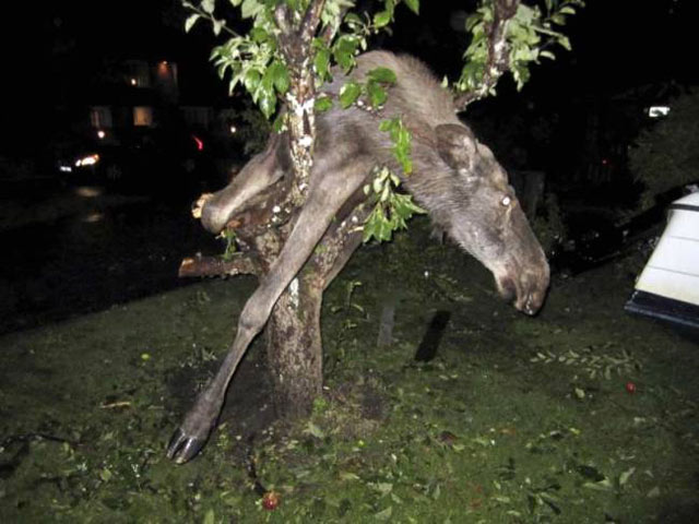 Один из жителей деревни Саро близ Гетеборга в Швеции сильно удивился, когда увидел в своем саду пьяного лося, застрявшего в ветвях яблони. Животное объелось забродившими плодами