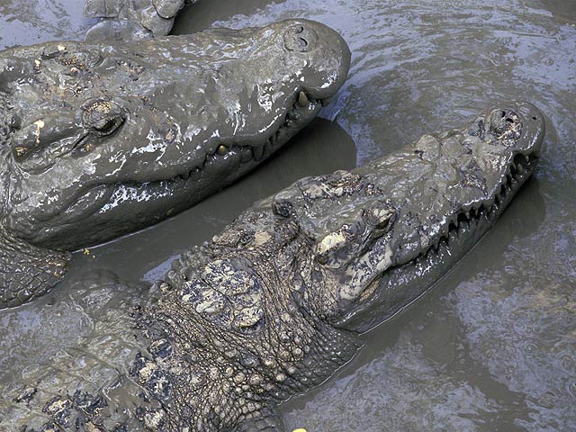 Таиландские полицейские и волонтеры пытаются найти десятки крокодилов, сбежавших с фермы "Парк миллионлетних камней" в окрестностях туристического города Паттайя
