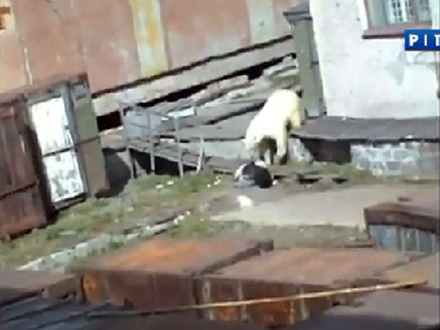 На представленном видео заметно, что медведь нападает на девушку 
