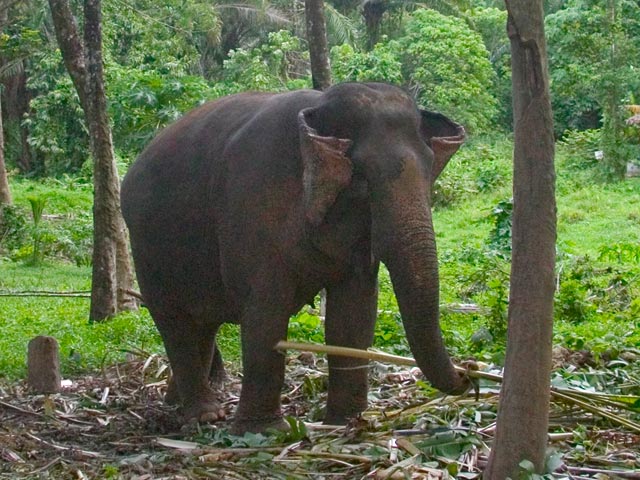 В Таиланде взбесившийся слон растоптал двух жителей Одессы