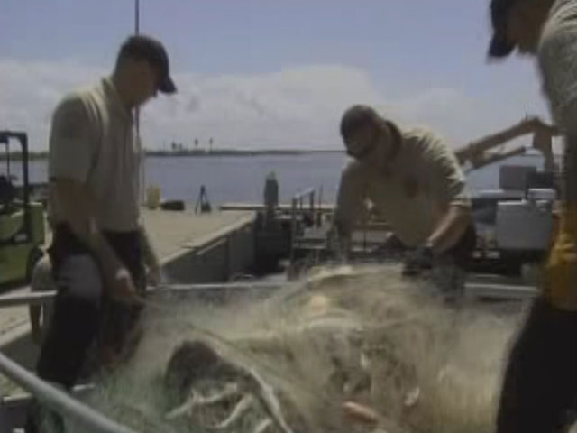Более 3000 акул погибли в браконьерских сетях у берегов Техаса 