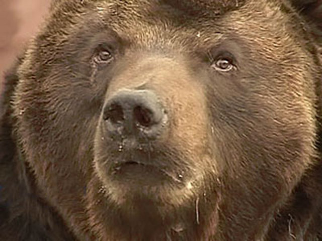 Специалисты ищут в тайге у села Монакино в Приморье медведя, напавшего на грибника