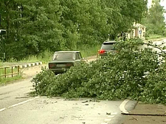 МЧС предупреждает о возможном падении деревьев в Москве и Подмосковье