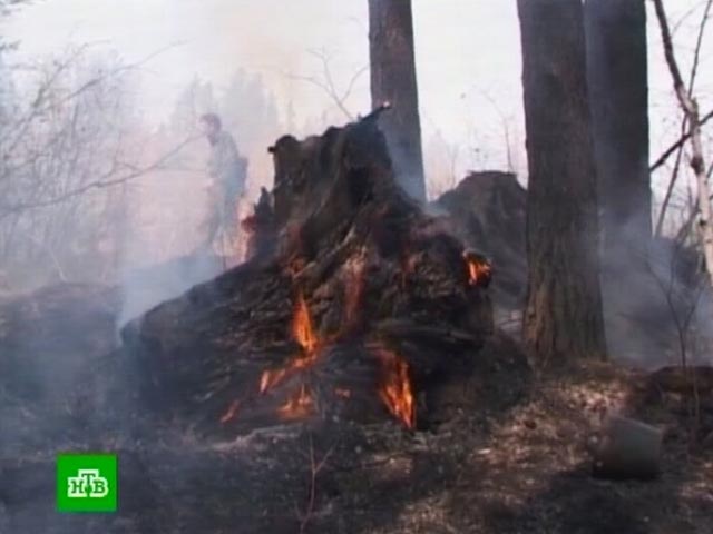Экспертиза подтвердила: леса в Братске поливали соляркой