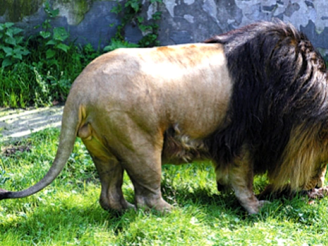 В зоопарке Калининграда льву скормили погибшего детеныша жирафа. Это произошло на глазах у детей