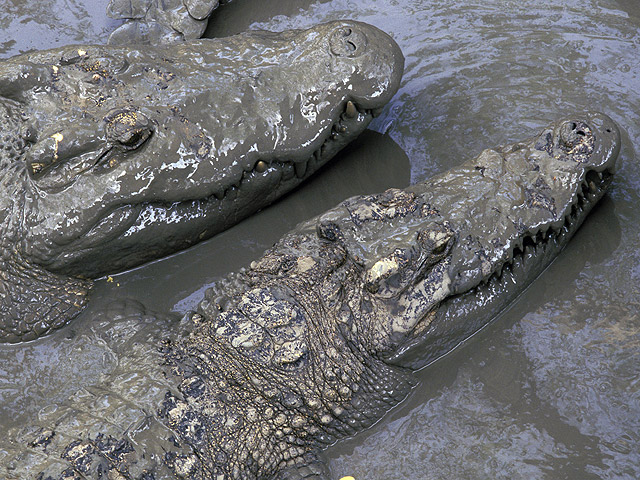 В Таиланде зафиксирован очередной массовый побег крокодилов: 100 выросших в неволе рептилий покинули затопленную ферму в провинции Утхай Тхани в центральной части страны и уползли в неизвестном направлении,